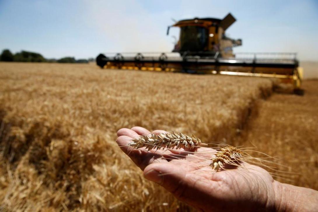 Brüsszel intézkedéseit kérik az ukrán gabona ügyében