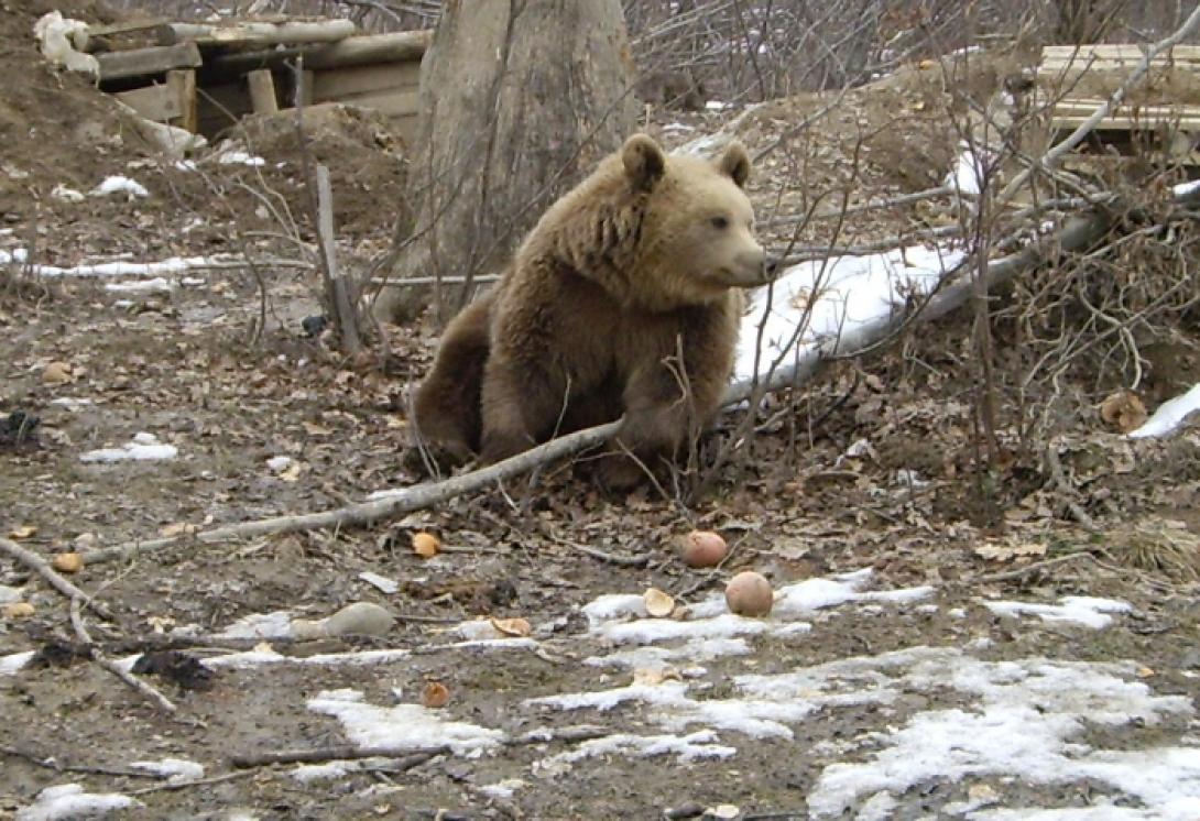 Medvetámadás Szovátán és Marosvásárhelyen is