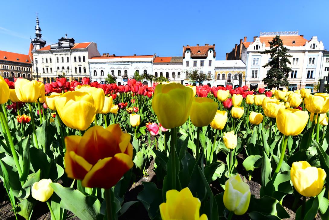 Tulipánmezők a kolozsvári köztereken