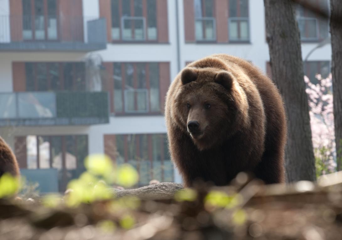 Medve jelent meg Nagyszeben külvárosában