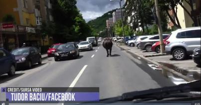 VIDEÓ - Rémült bivalyt kergettek Kolozsváron