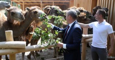 Kétezer négyzetméteres tevekifutót adtak át a Veszprémi Állatkertben