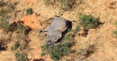 Két hónap alatt több mint 350 elefánt múlt ki Botswanában