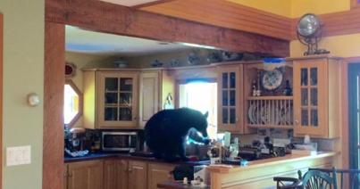 Bement a medve a konyhába