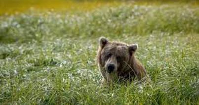 Medve támadt egy disznópásztorra Csíkcsicsó közelében