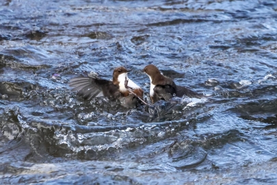 (Fotó: Poósz Alex)