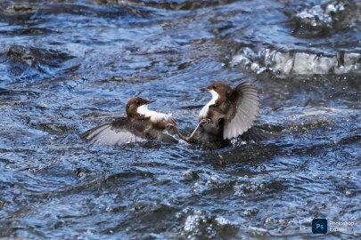(Fotó: Poósz Alex)
