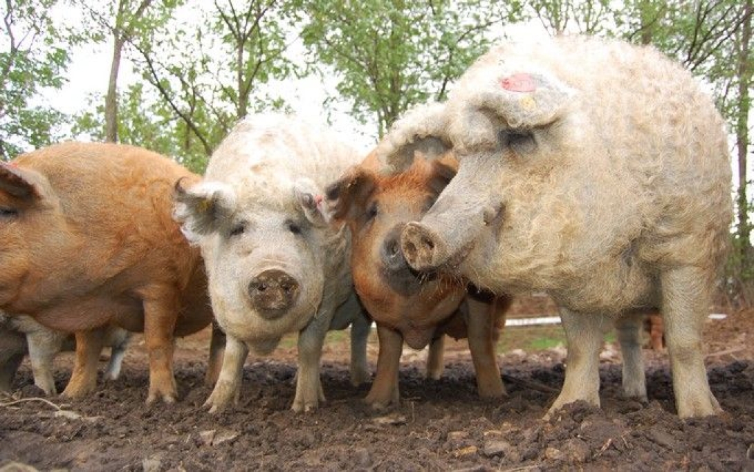 Ingyen adna malacokat a mangalica és báznai sertésfajták tenyésztőinek a kormány