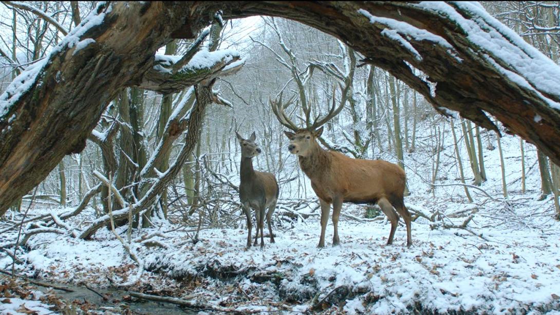 "Az Oscar-jelölések is jelzik, hogy sok tehetséges magyar filmes van"