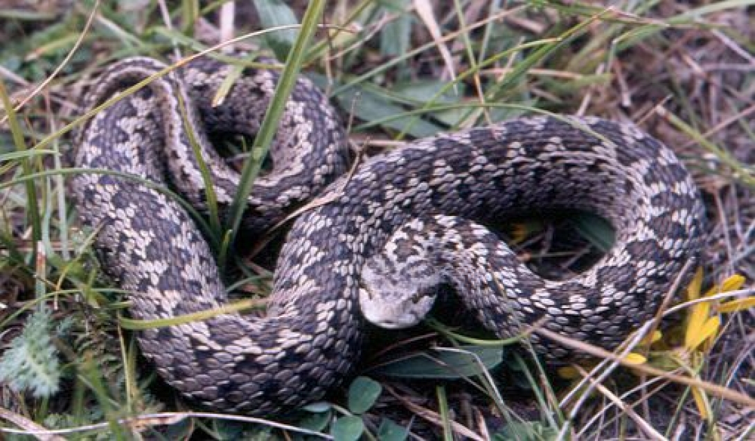 Megmarta a vipera