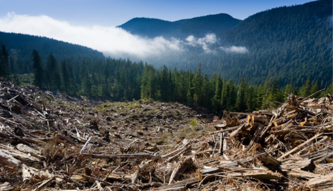 Romsilva: az év eleje óta több mint 20 ezer köbméter fát vágtak ki illegálisan