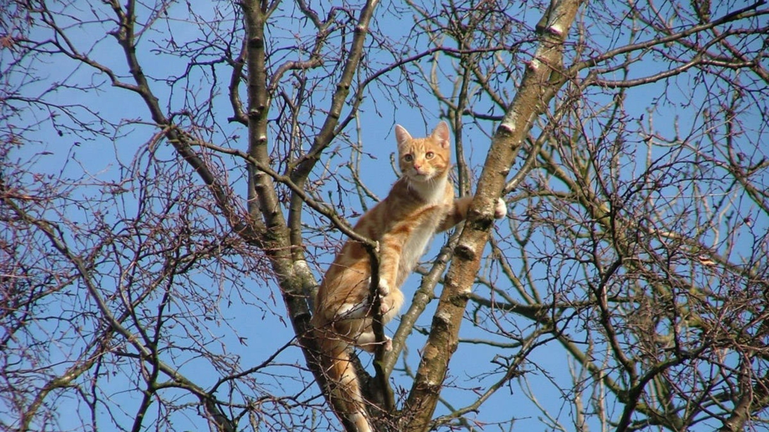 Fán rekedt a macska?  Nem szállnak ki a tűzoltók!