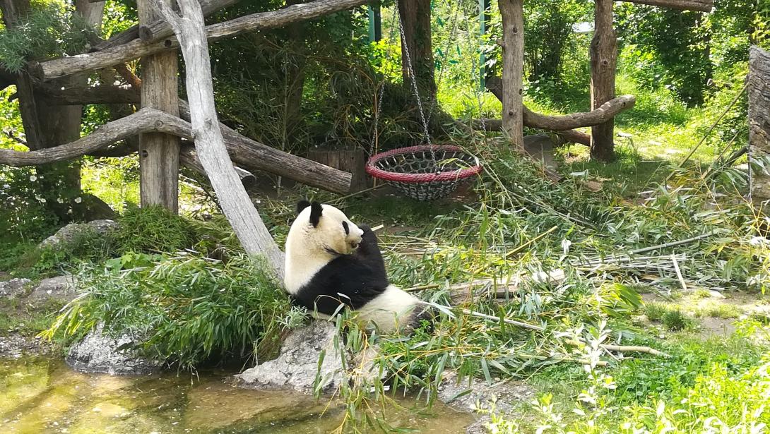 Pandát is láttunk a bécsi állatkertben!