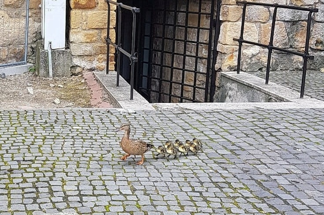 Betotyogott a városba  a kacsacsalád