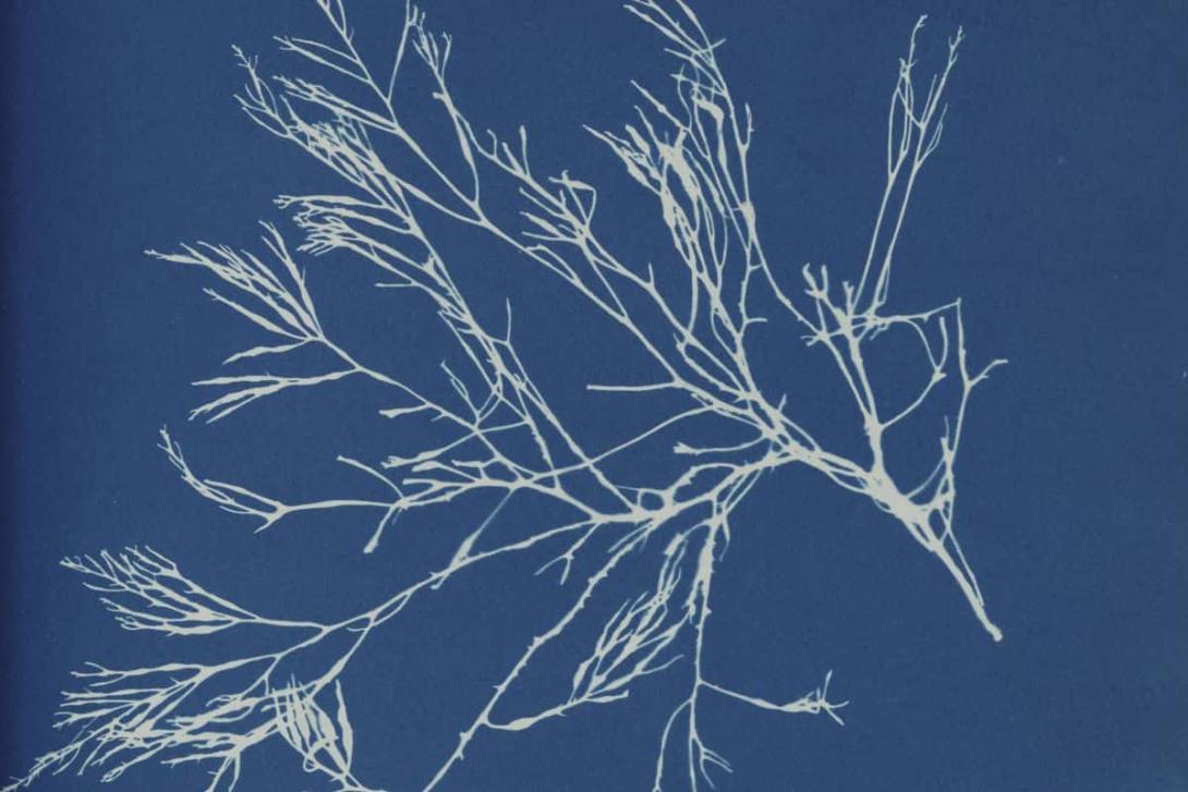 Hétfőikép - Anna Atkins: Dictyota atomaria