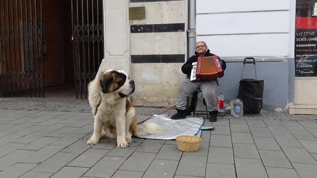 VIDEÓ - Óriási Szent Bernáthegyi kutya társaságában zenél, és fogad el adományokat