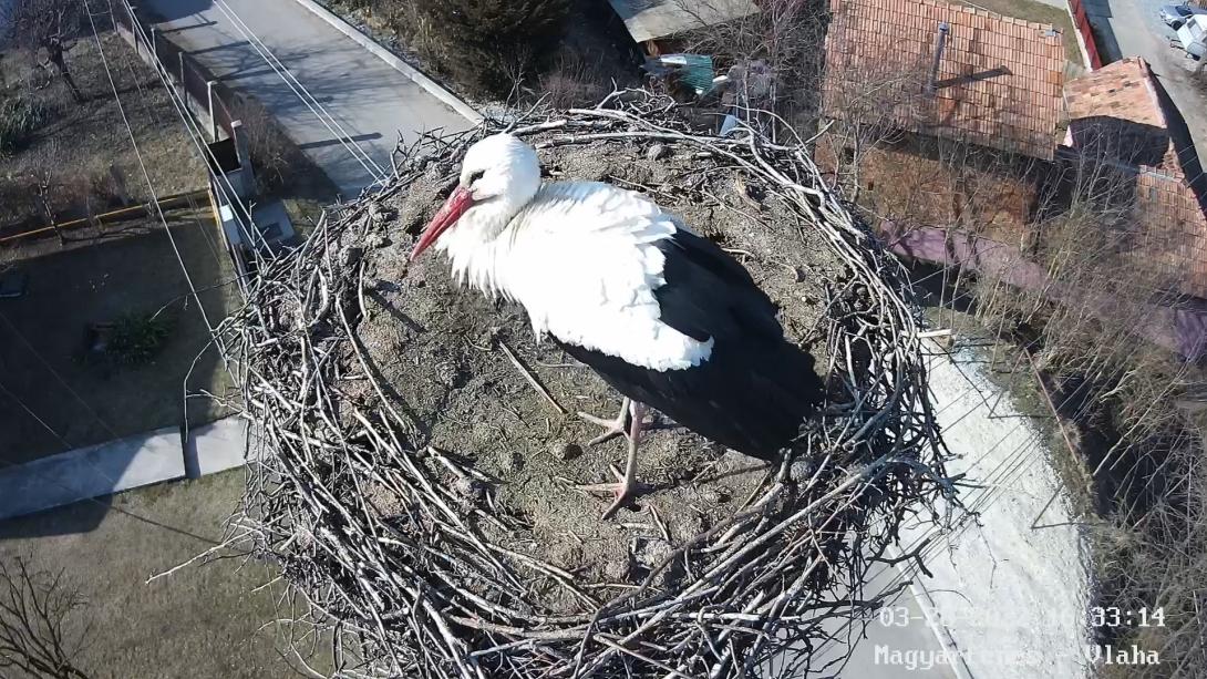 Gólya szállt a magyarfenesi fészekre