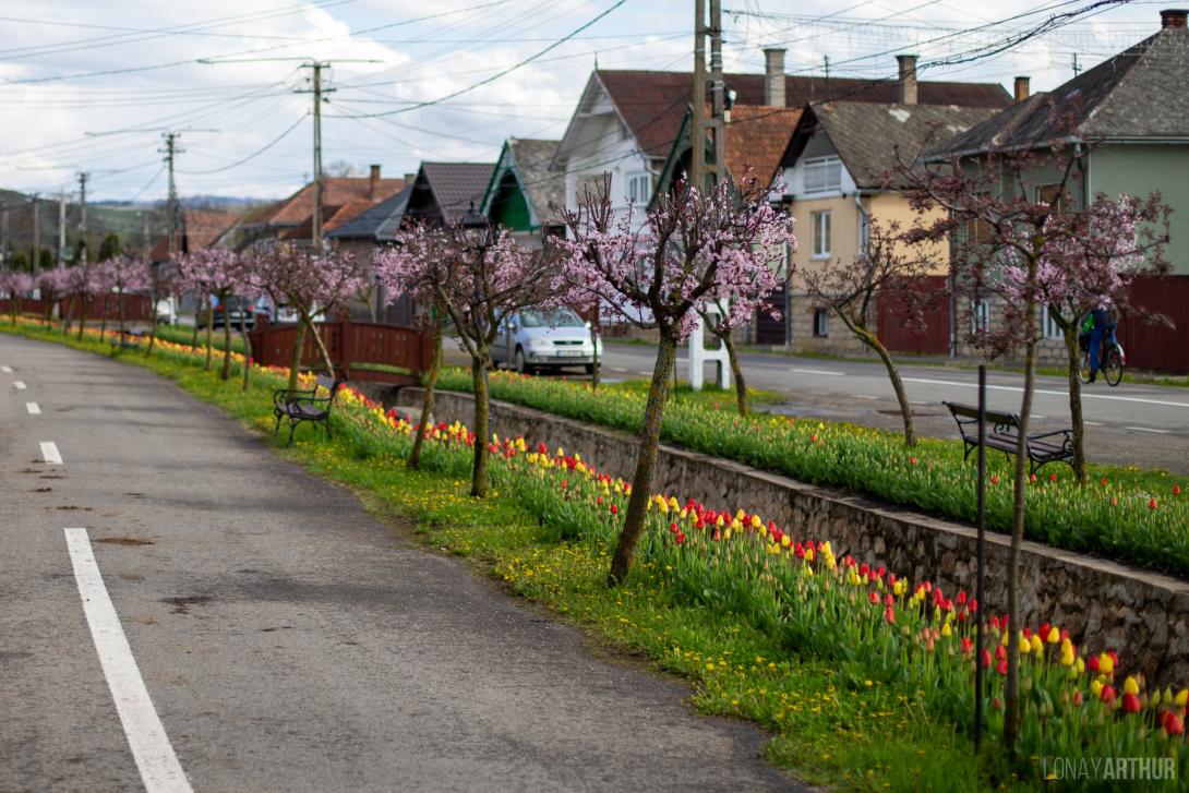 Több mint ötvenezer tulipán Kalotaszentkirályon