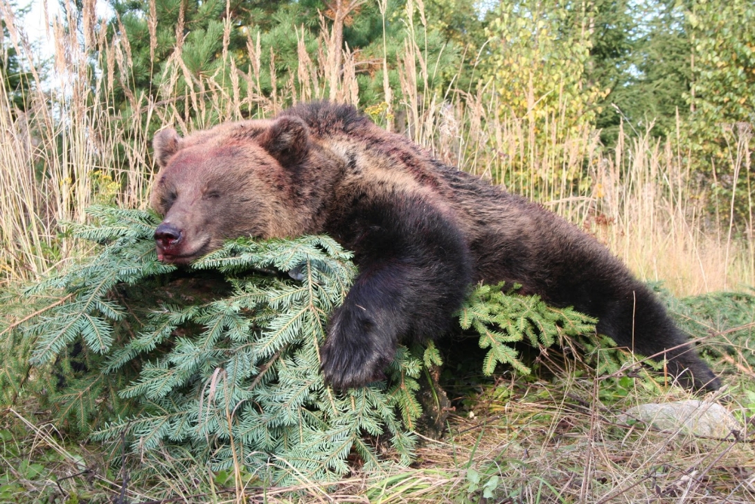 Bejelentették, hány medvét lőttek ki Romániában 2019 júliusa óta