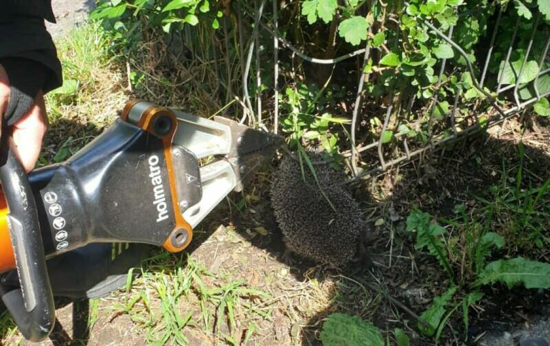 Sünt mentettek meg a tűzoltók