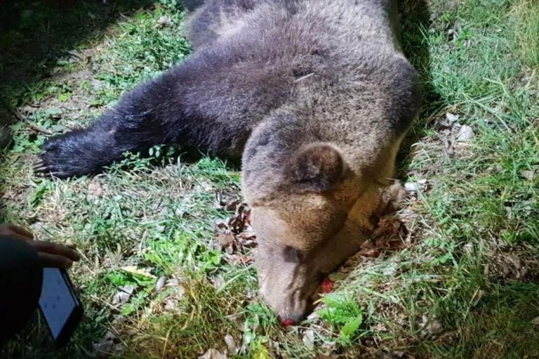 Jóváhagyták a közel félezer medve kilövését engedélyező megelőzési kvótát