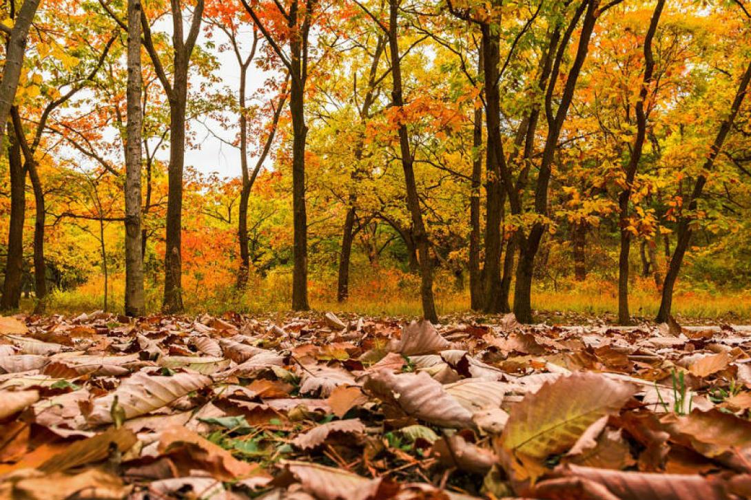 A szokásosnál melegebb lesz november első két hetében